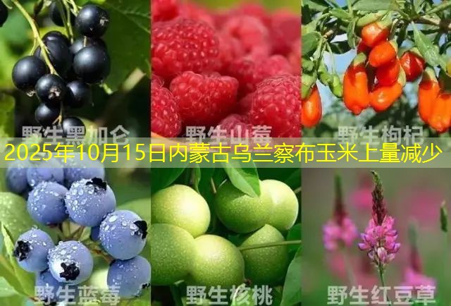 2025年10月15日内蒙古乌兰察布玉米上量减少