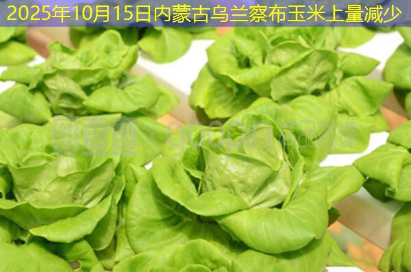 2025年10月15日内蒙古乌兰察布玉米上量减少