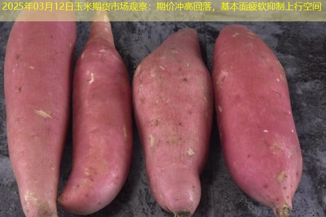 2025年03月12日玉米期货市场观察：期价冲高回落，基本面疲软抑制上行空间