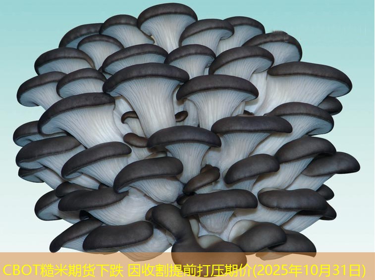 CBOT糙米期货下跌 因收割提前打压期价(2025年10月31日)