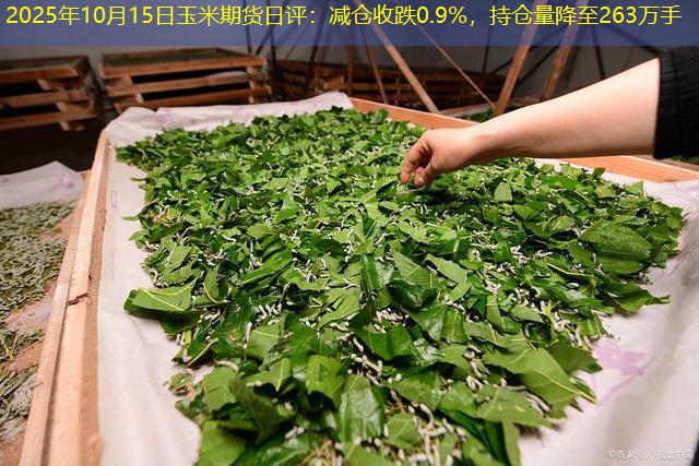 2025年10月15日玉米期货日评：减仓收跌0.9%，持仓量降至263万手