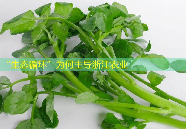 “生态循环”为何主导浙江农业