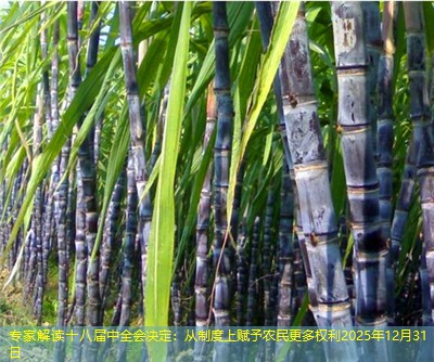 专家解读十八届中全会决定：从制度上赋予农民更多权利2025年12月31日