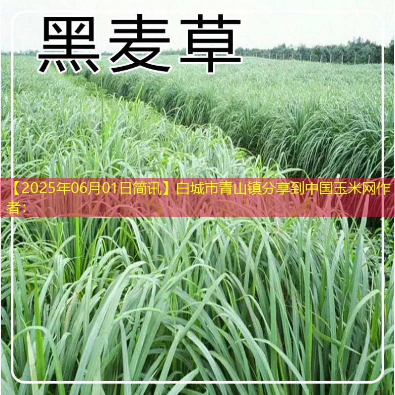 【2025年06月01日简讯】白城市青山镇分享到中国玉米网作者：