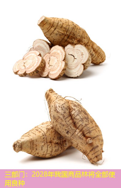 三部门：2028年我国商品林将全部使用良种