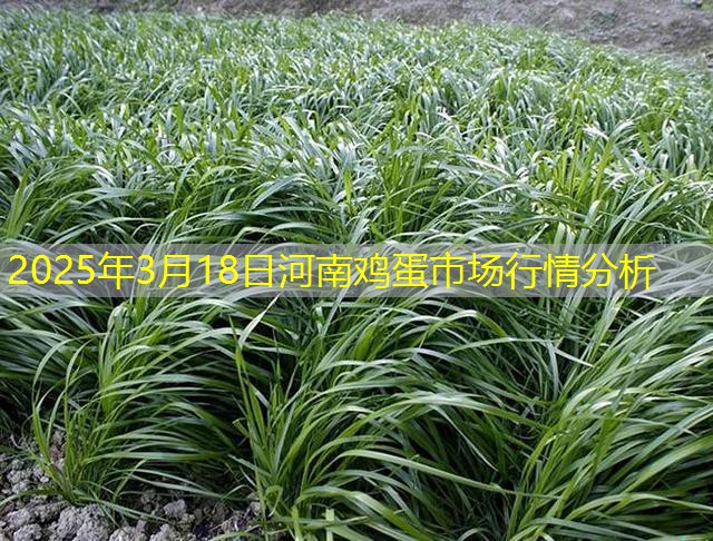 2025年3月18日河南鸡蛋市场行情分析
