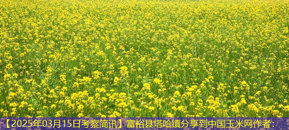 【2025年03月15日考察简讯】富裕县塔哈镇分享到中国玉米网作者：