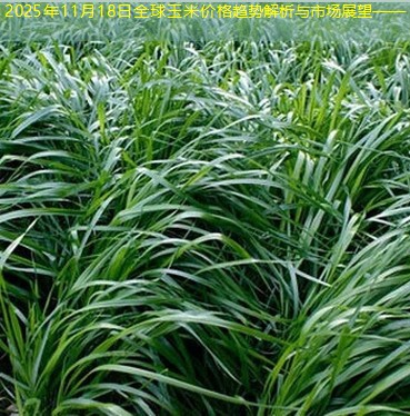 2025年11月18日全球玉米价格趋势解析与市场展望——