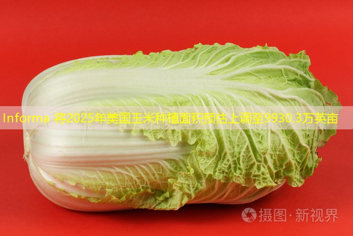 Informa 将2025年美国玉米种植面积预估上调至9930.3万英亩