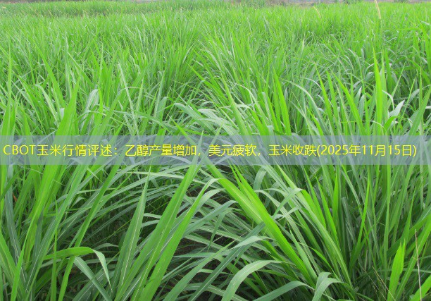 CBOT玉米行情评述：乙醇产量增加，美元疲软，玉米收跌(2025年11月15日)