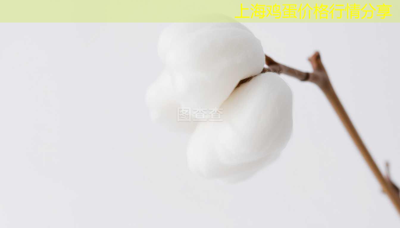 上海鸡蛋价格行情分享