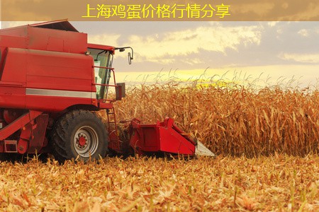 上海鸡蛋价格行情分享