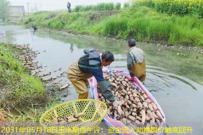 2031年05月18日玉米期货午评：资金流入助推期价触底回升