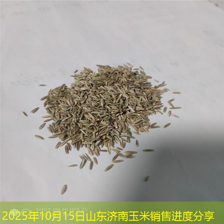 2025年10月15日山东济南玉米销售进度分享