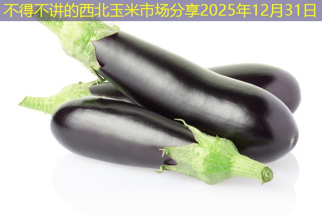 不得不讲的西北玉米市场分享2025年12月31日