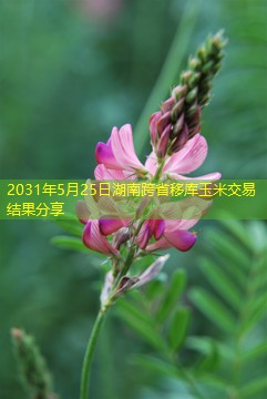 2031年5月25日湖南跨省移库玉米交易结果分享