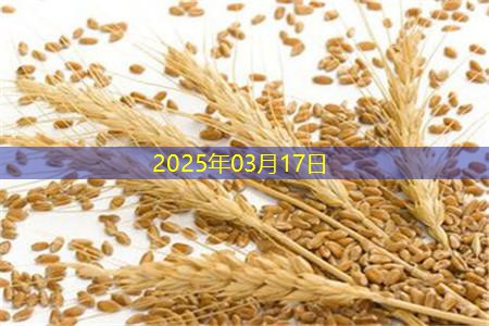 2025年03月17日