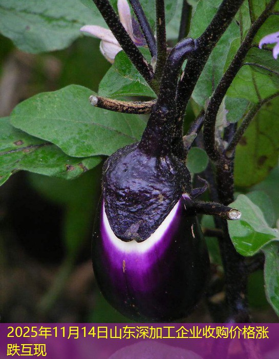 2025年11月14日山东深加工企业收购价格涨跌互现