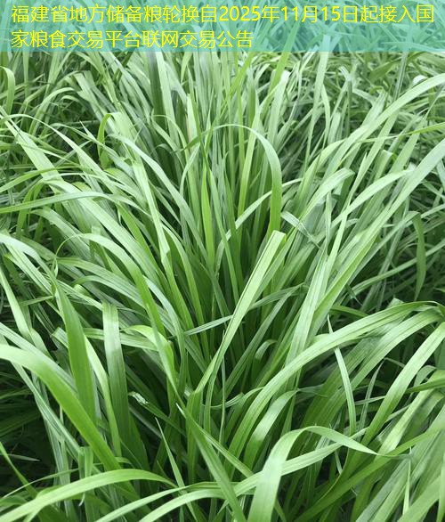 福建省地方储备粮轮换自2025年11月15日起接入国家粮食交易平台联网交易公告