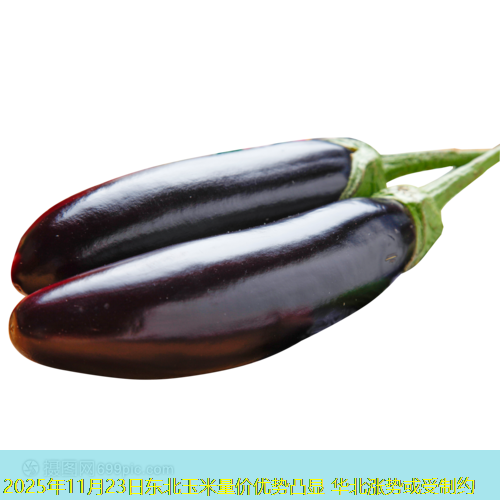 2025年11月23日东北玉米量价优势凸显 华北涨势或受制约