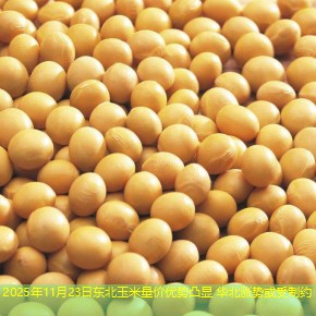 2025年11月23日东北玉米量价优势凸显 华北涨势或受制约