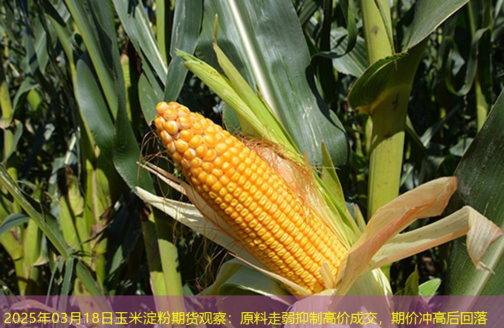 2025年03月18日玉米淀粉期货观察：原料走弱抑制高价成交，期价冲高后回落
