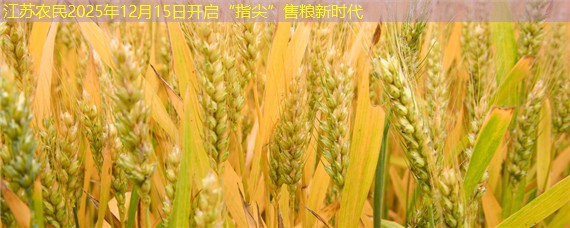 江苏农民2025年12月15日开启“指尖”售粮新时代