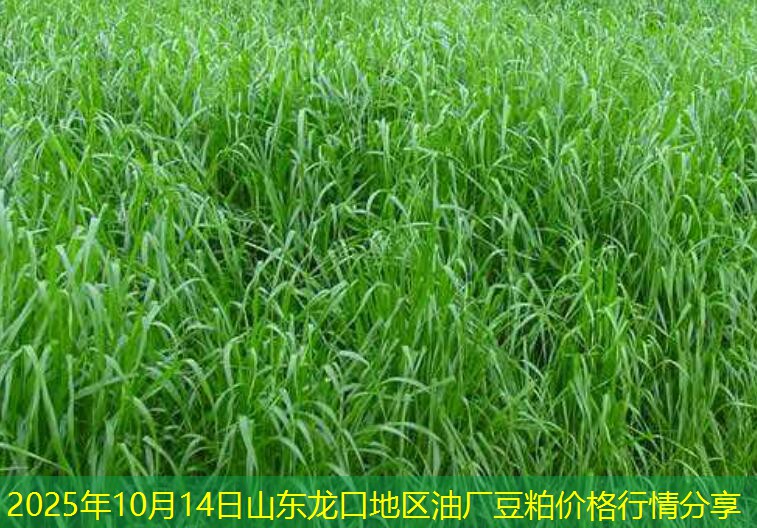 2025年10月14日山东龙口地区油厂豆粕价格行情分享