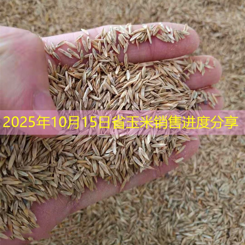 2025年10月15日省玉米销售进度分享