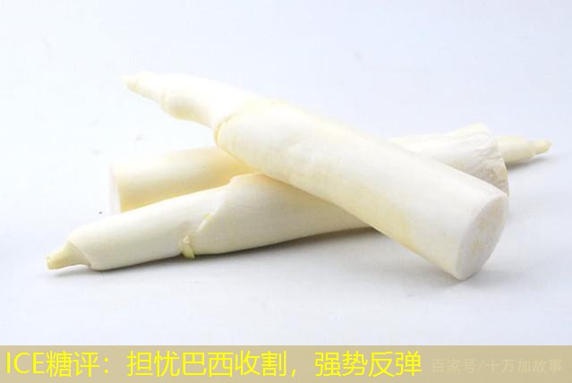 ICE糖评：担忧巴西收割，强势反弹