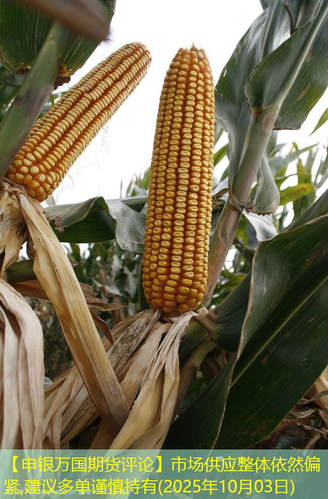 【申银万国期货评论】市场供应整体依然偏紧,建议多单谨慎持有(2025年10月03日)