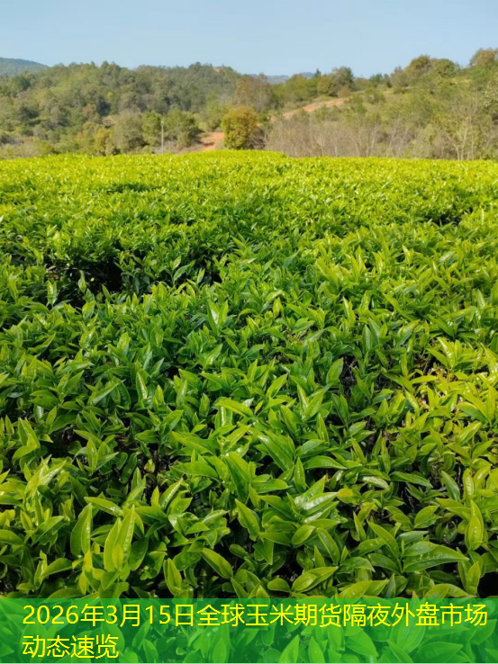 2026年3月15日全球玉米期货隔夜外盘市场动态速览