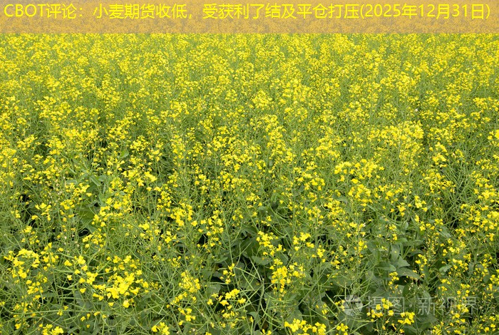 CBOT评论：小麦期货收低，受获利了结及平仓打压(2025年12月31日)