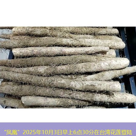 “凤凰”2025年10月3日早上6点30分在台湾花莲登陆