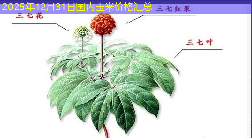 2025年12月31日国内玉米价格汇总