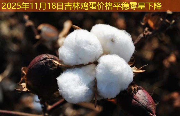 2025年11月18日吉林鸡蛋价格平稳零星下降