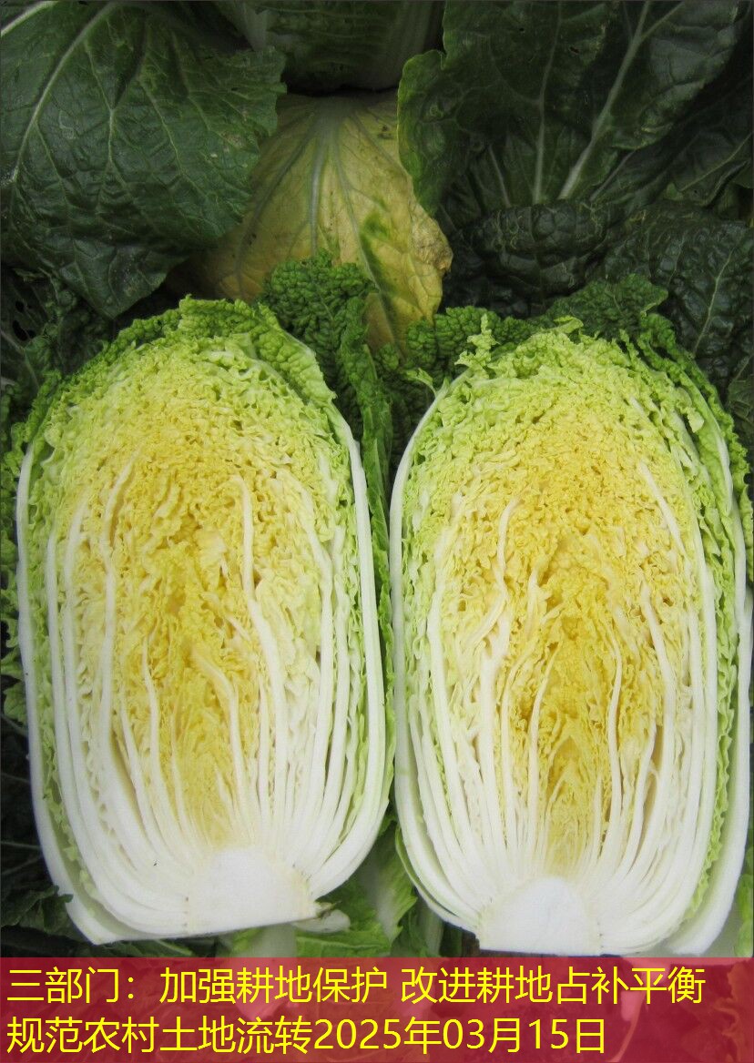 三部门：加强耕地保护 改进耕地占补平衡 规范农村土地流转2025年03月15日