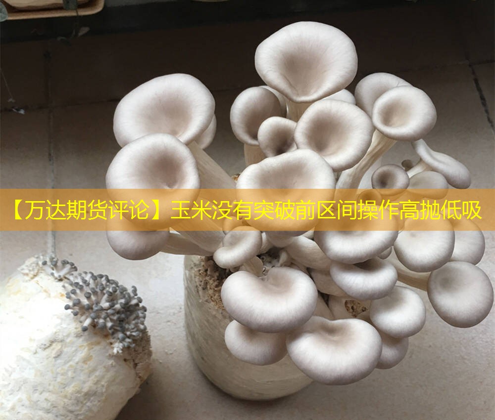 【万达期货评论】玉米没有突破前区间操作高抛低吸