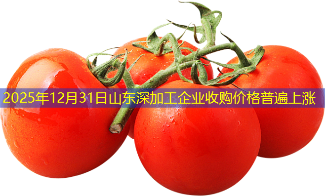 2025年12月31日山东深加工企业收购价格普遍上涨