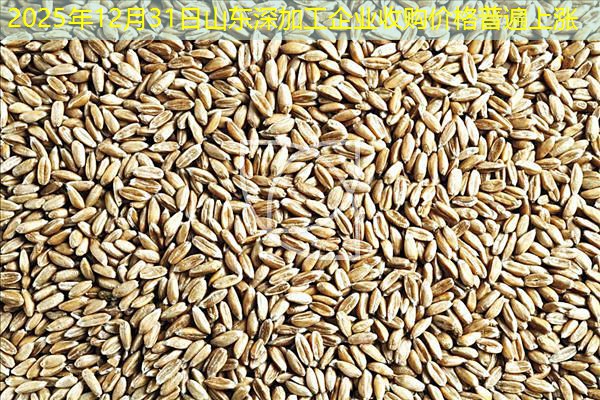 2025年12月31日山东深加工企业收购价格普遍上涨