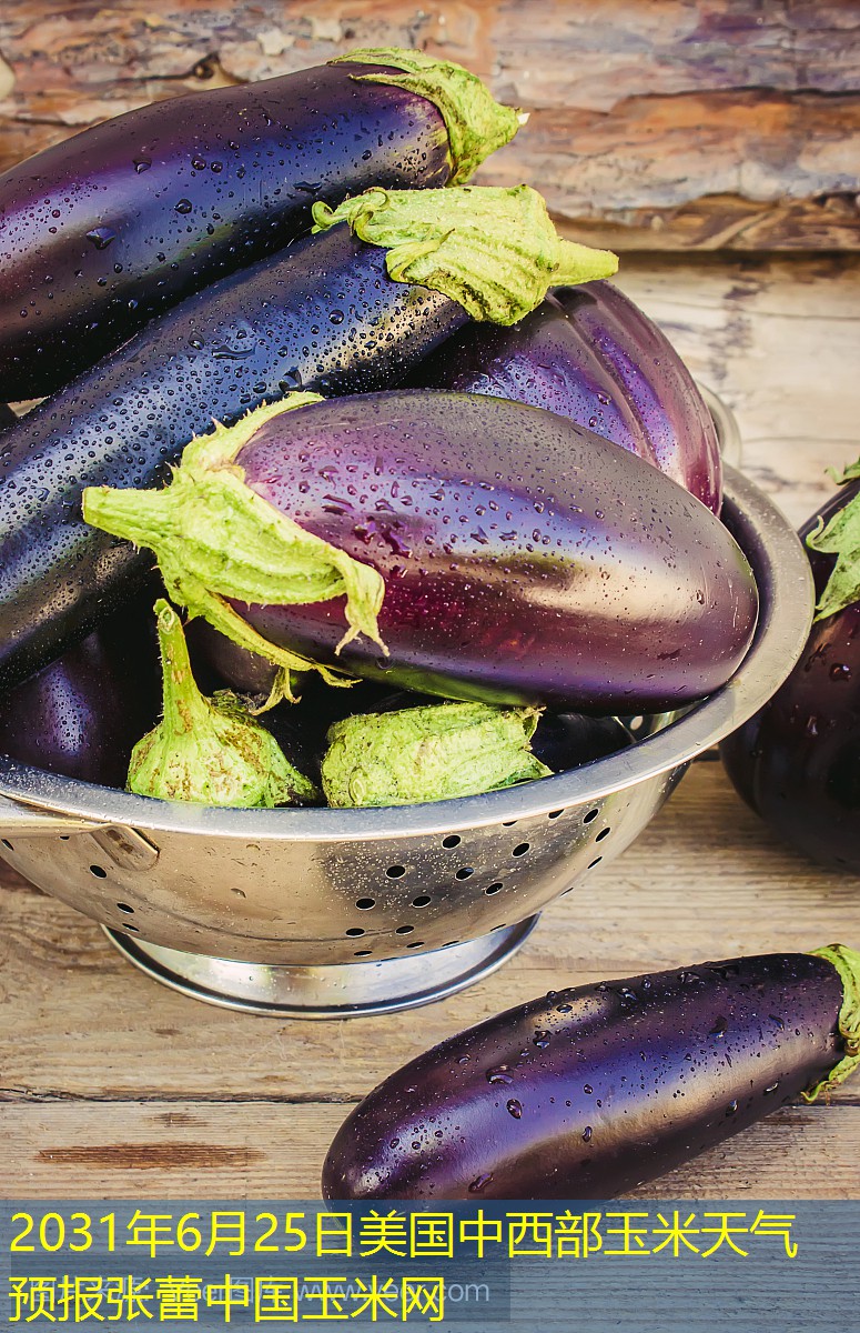 2031年6月25日美国中西部玉米天气预报张蕾中国玉米网