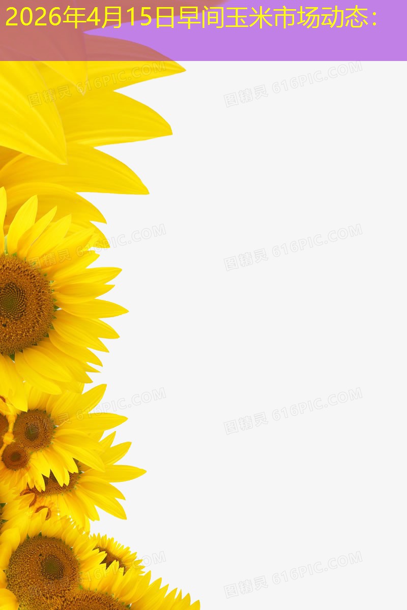 2026年4月15日早间玉米市场动态：