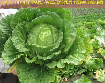 2025年11月23日公布粮食、棉花进口关税配额 来源转载作者汲雅晖