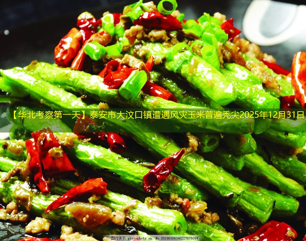 【华北考察第一天】泰安市大汶口镇遭遇风灾玉米普遍秃尖2025年12月31日