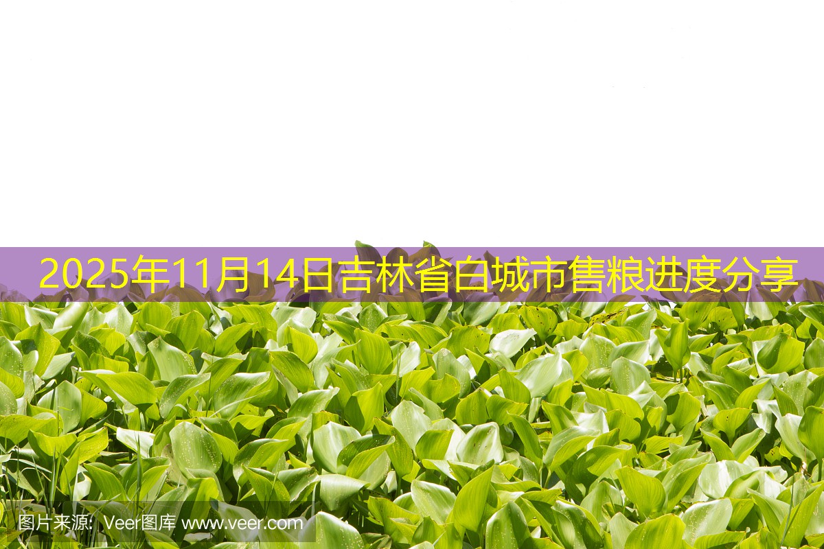 2025年11月14日吉林省白城市售粮进度分享