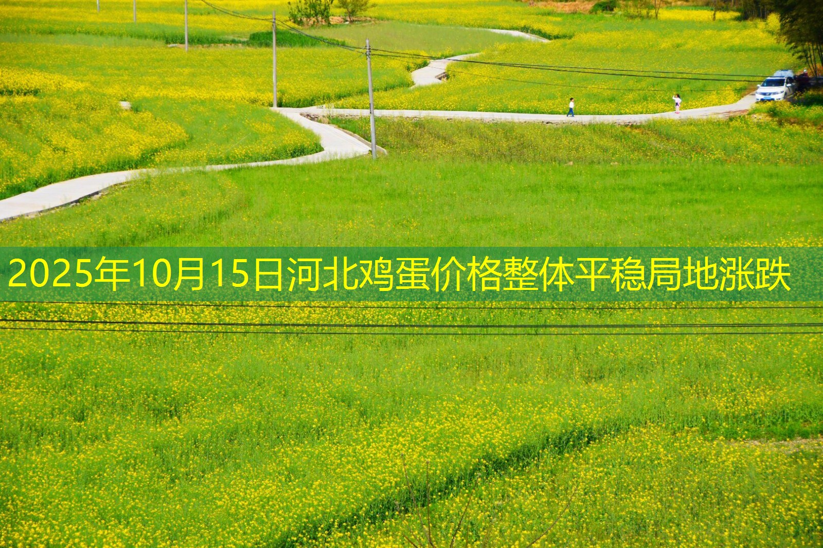 2025年10月15日河北鸡蛋价格整体平稳局地涨跌