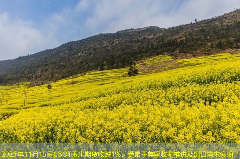 2025年11月15日CBOT玉米期货收跌1%，受累于美国收割推进及出口需求疲弱