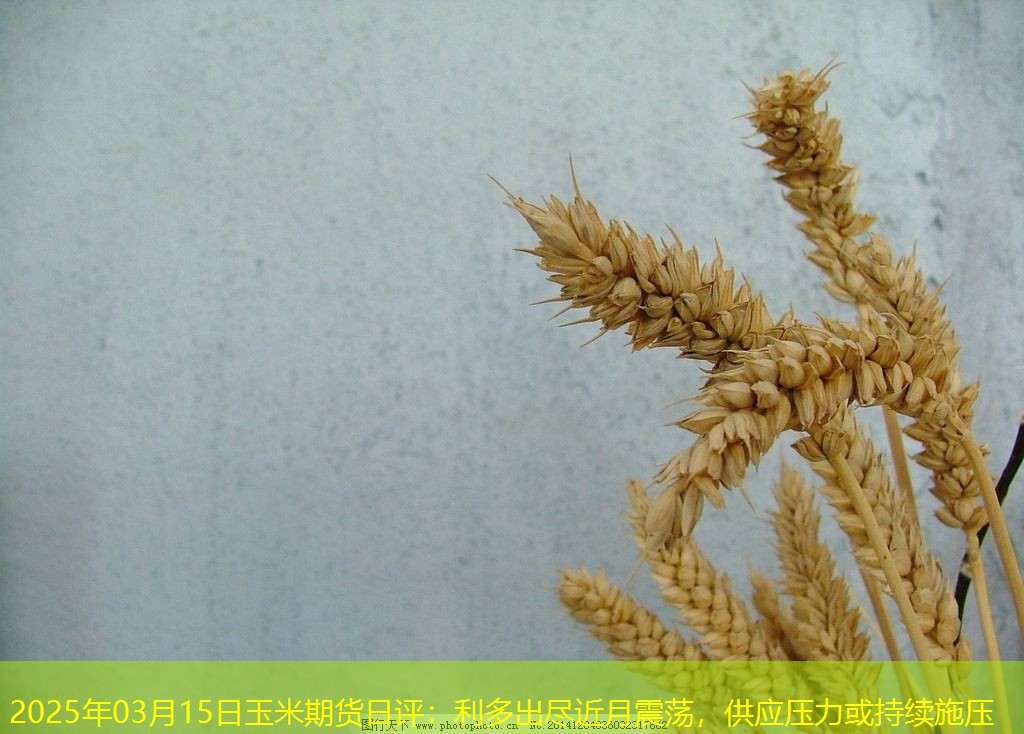 2025年03月15日玉米期货日评：利多出尽近月震荡，供应压力或持续施压