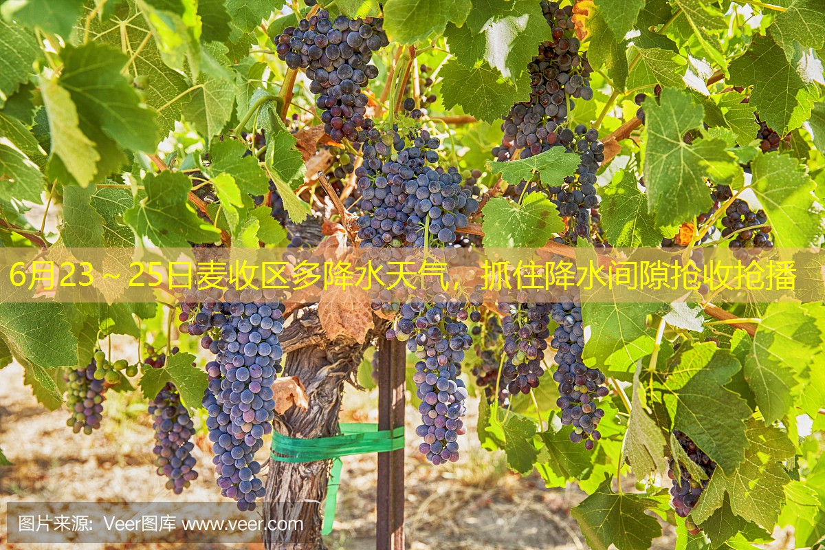 6月23～25日麦收区多降水天气，抓住降水间隙抢收抢播