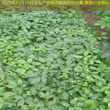 2025年11月18日玉米产业投资峰会即将启幕 聚焦行业新机遇